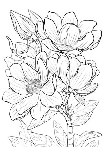 Magnolia Ausmalbilder 23