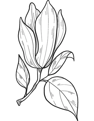 Magnolia Ausmalbilder 8