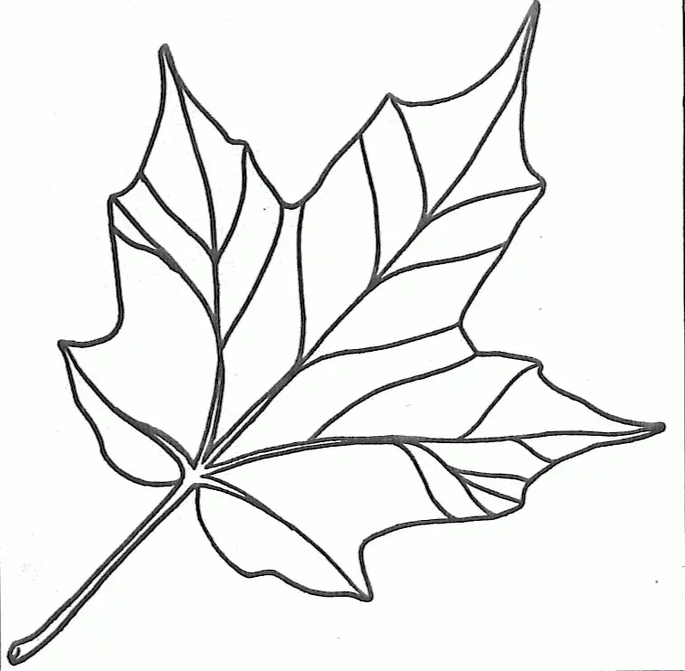 Maple Leaf Coloring Pages 3