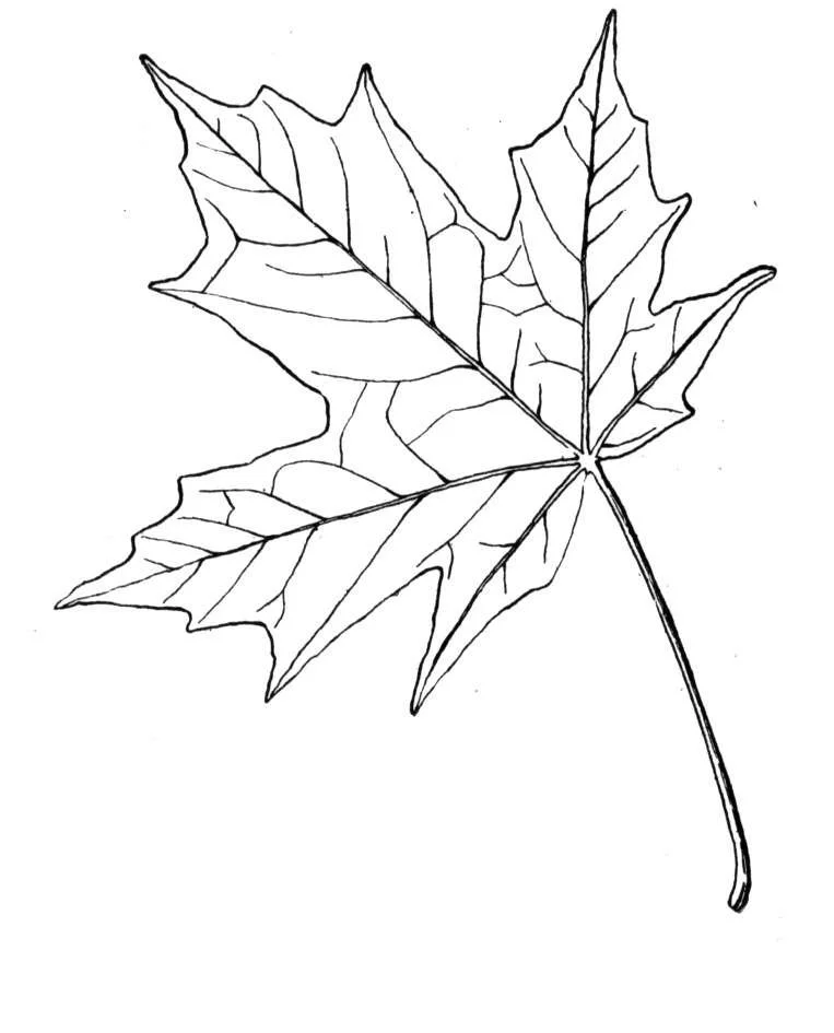 Maple Leaf Coloring Pages 7