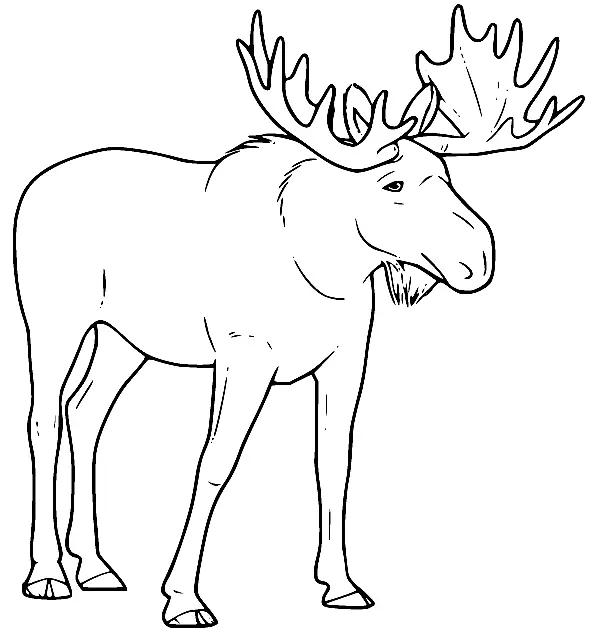 Moose Coloring Pages 18