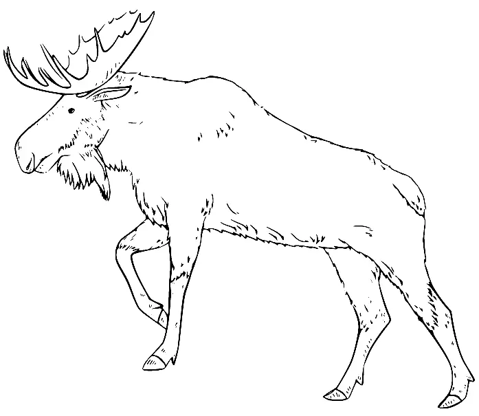 Moose Coloring Pages 26
