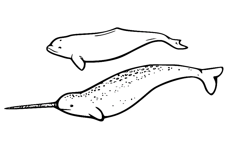 Narwhal Coloring Pages 58