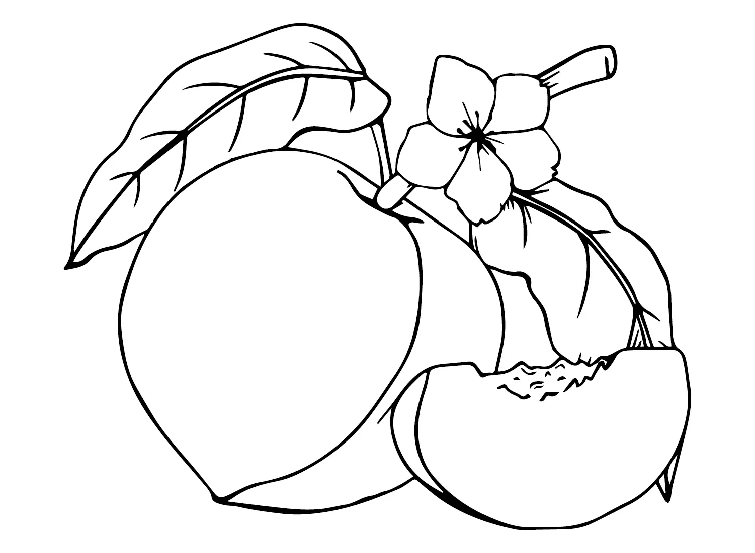 Nectarine Coloring Pages 11