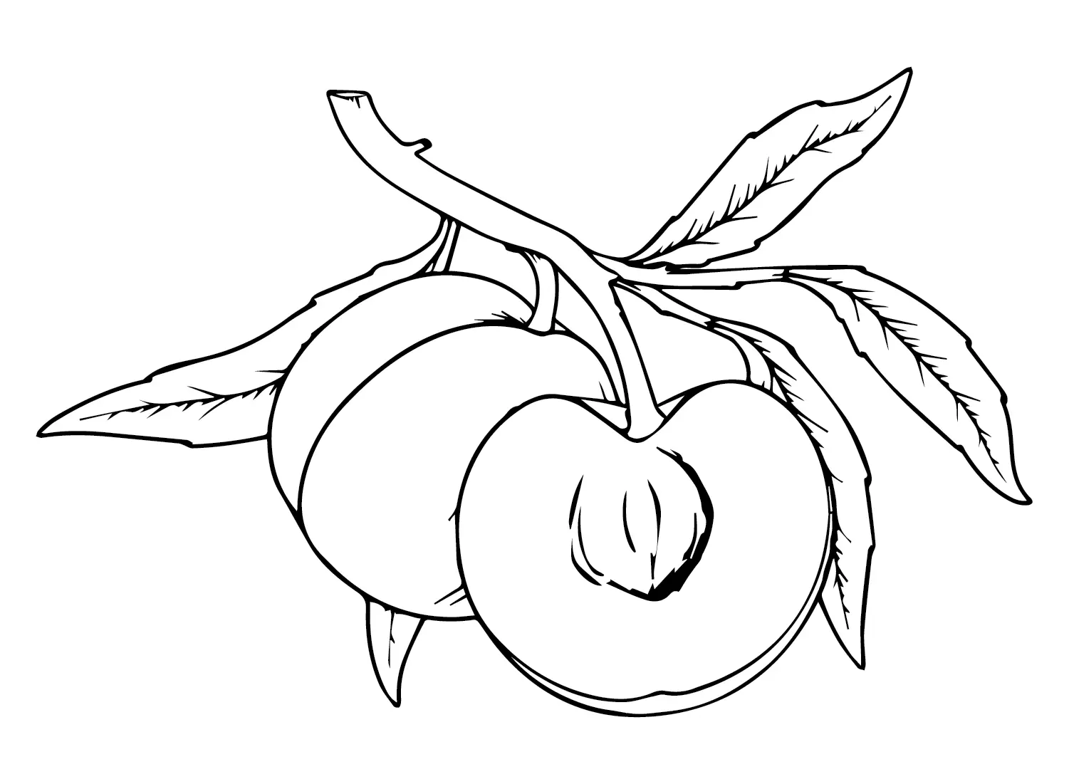 Nectarine Coloring Pages 12