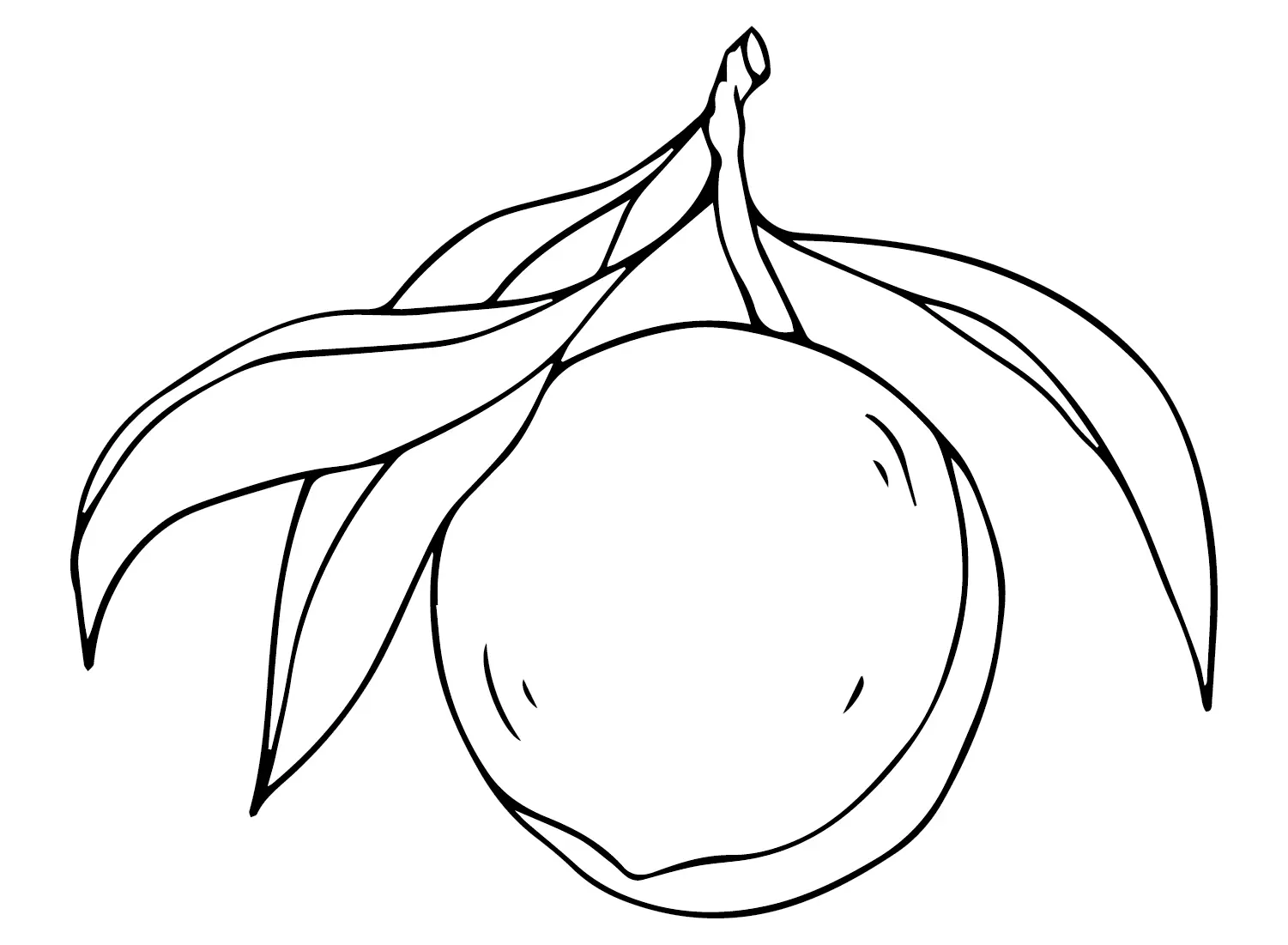 Nectarine Coloring Pages 13