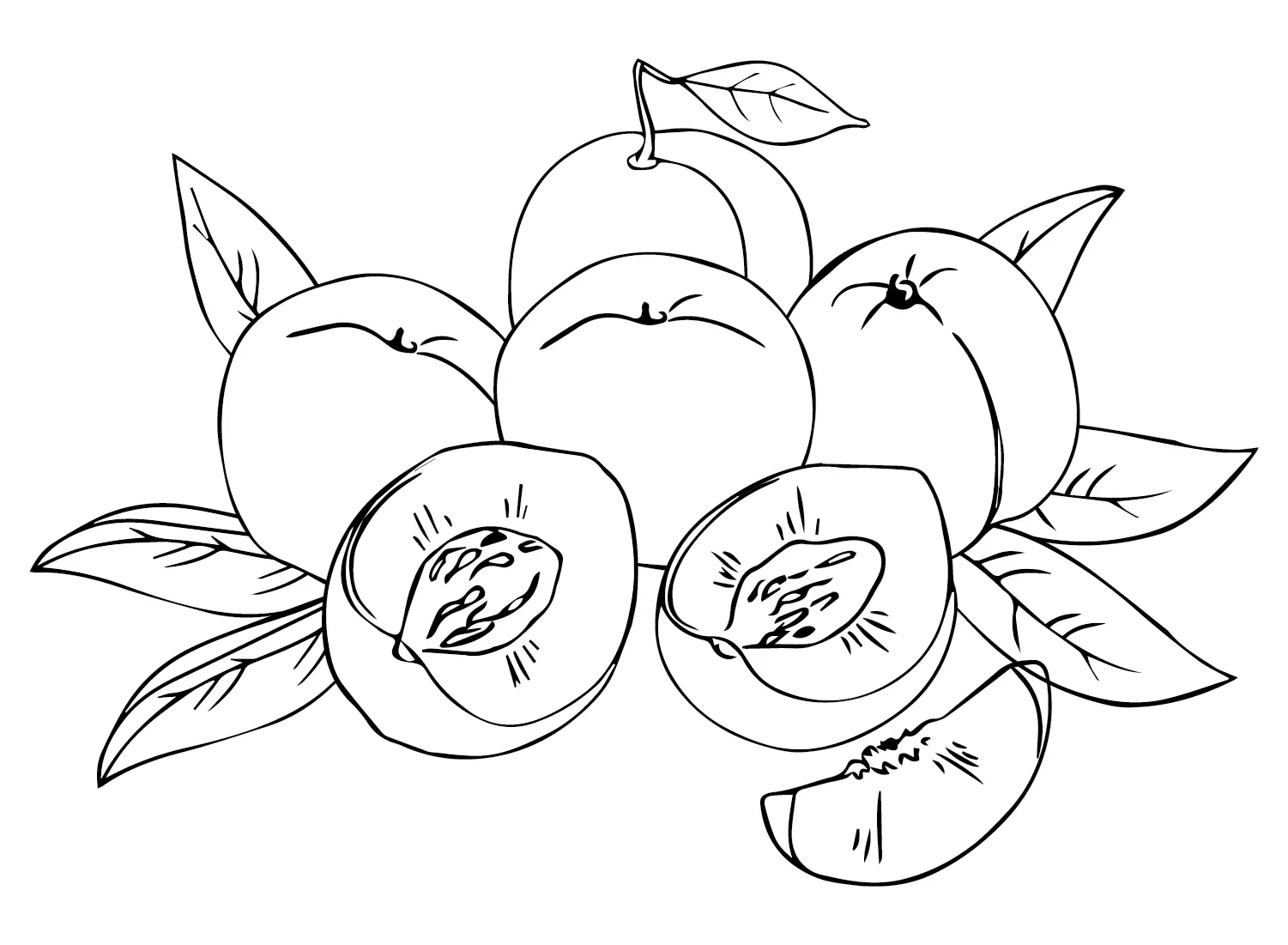 Nectarine Coloring Pages 17