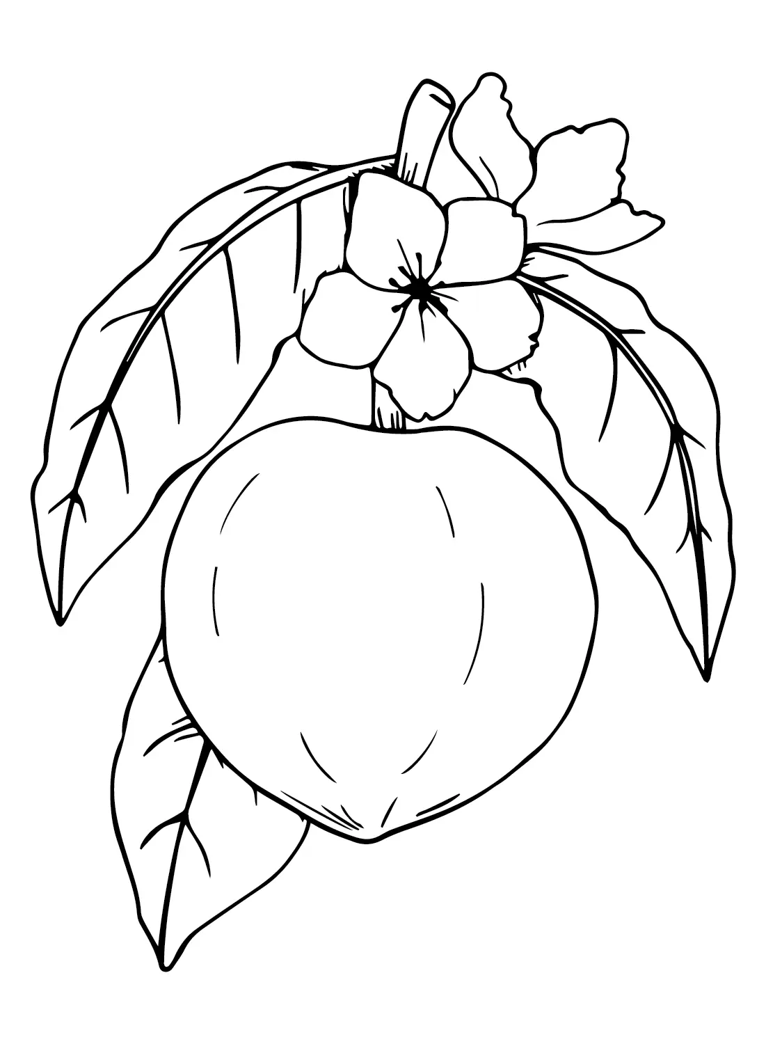 Nectarine Coloring Pages 4