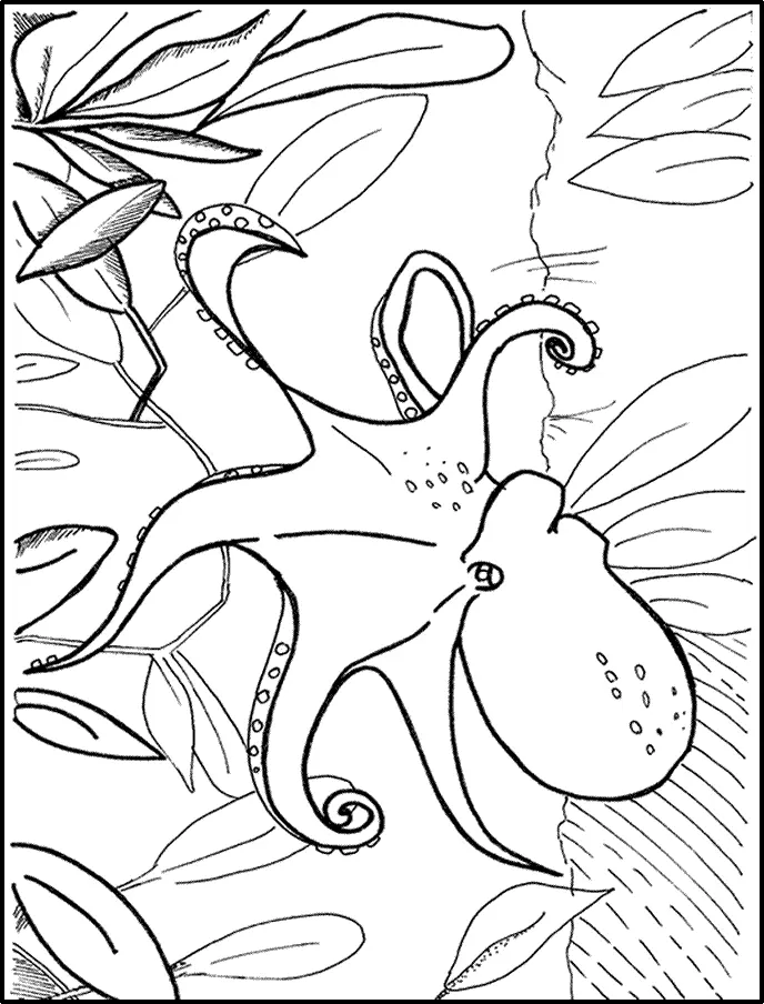 Octopus Coloring Pages 84