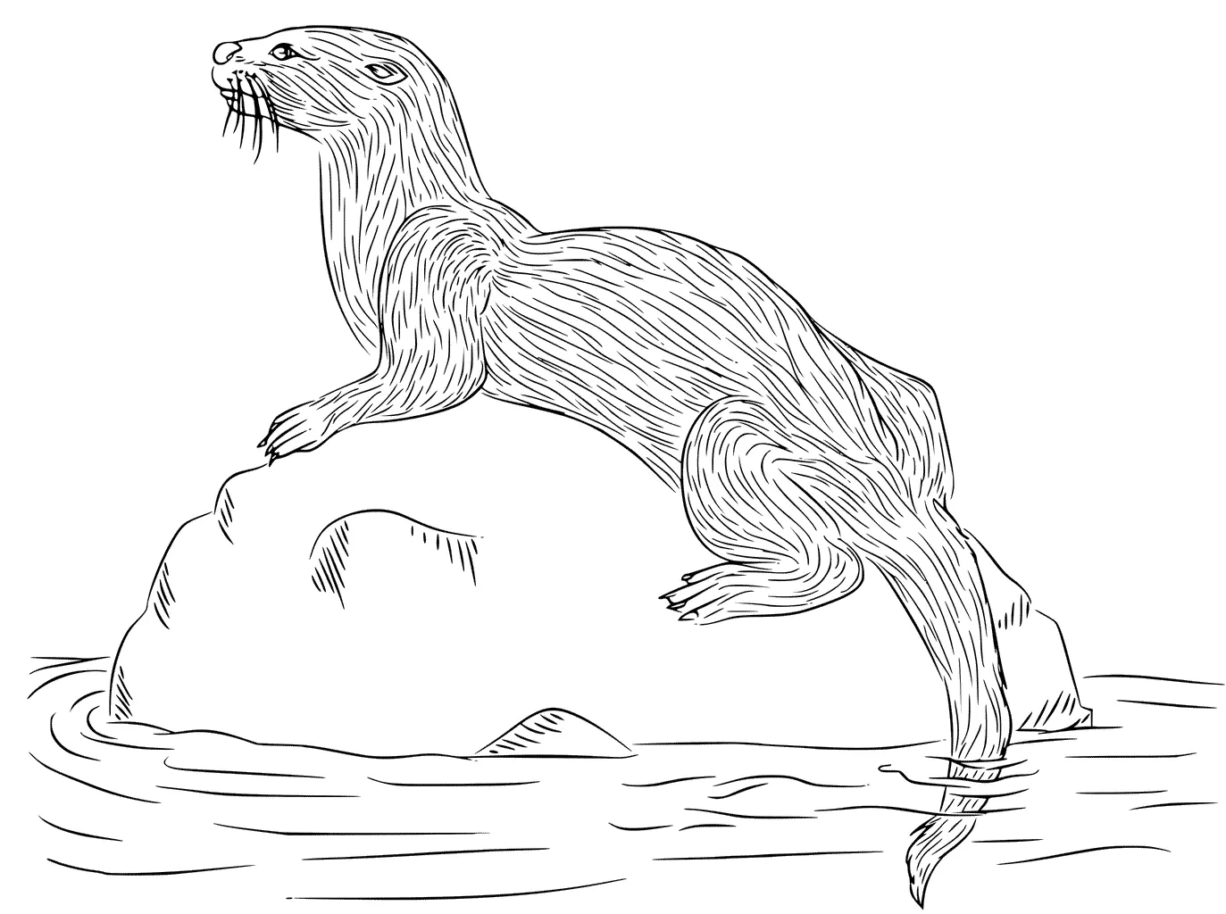 Otter Coloring Pages 76