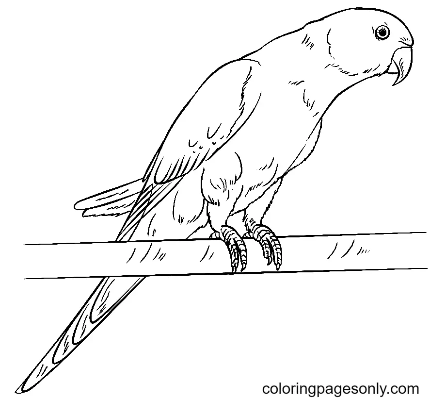 Parrot Coloring Pages 60
