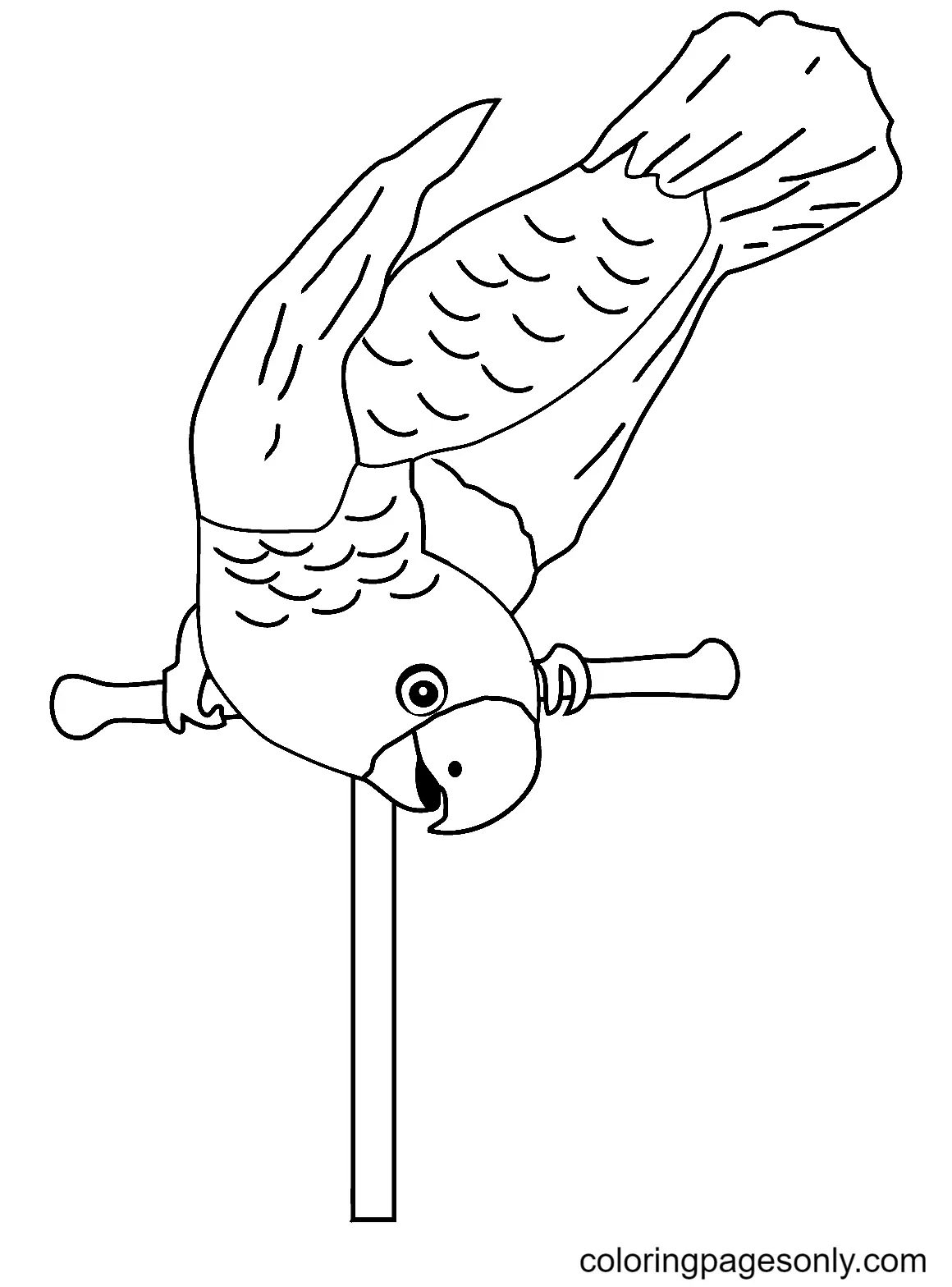Parrot Coloring Pages 65