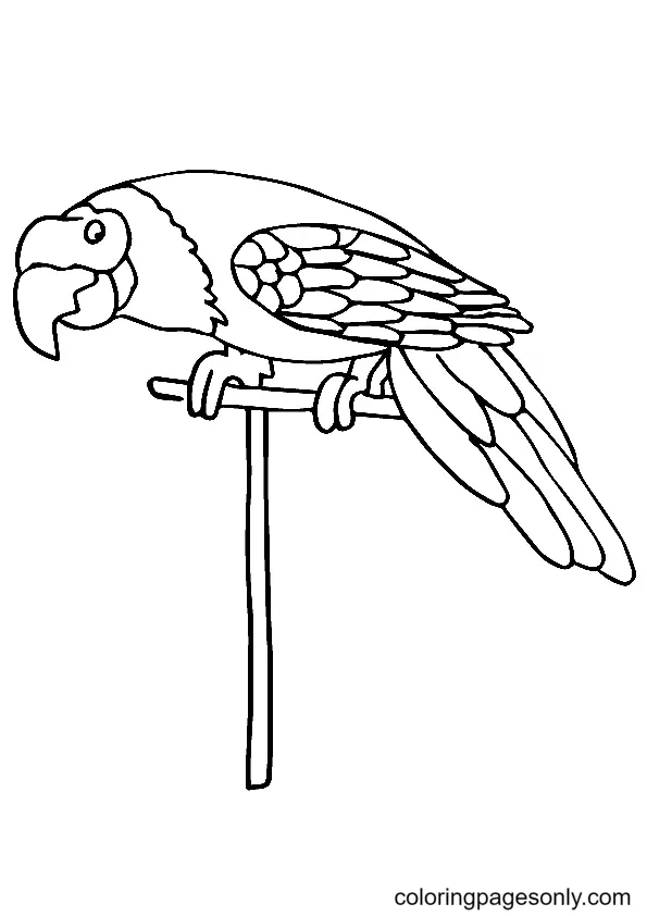 Papagei Ausmalbilder 77