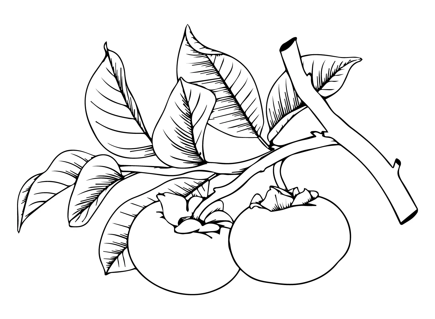 Desenhos de Caqui Para Colorir 19