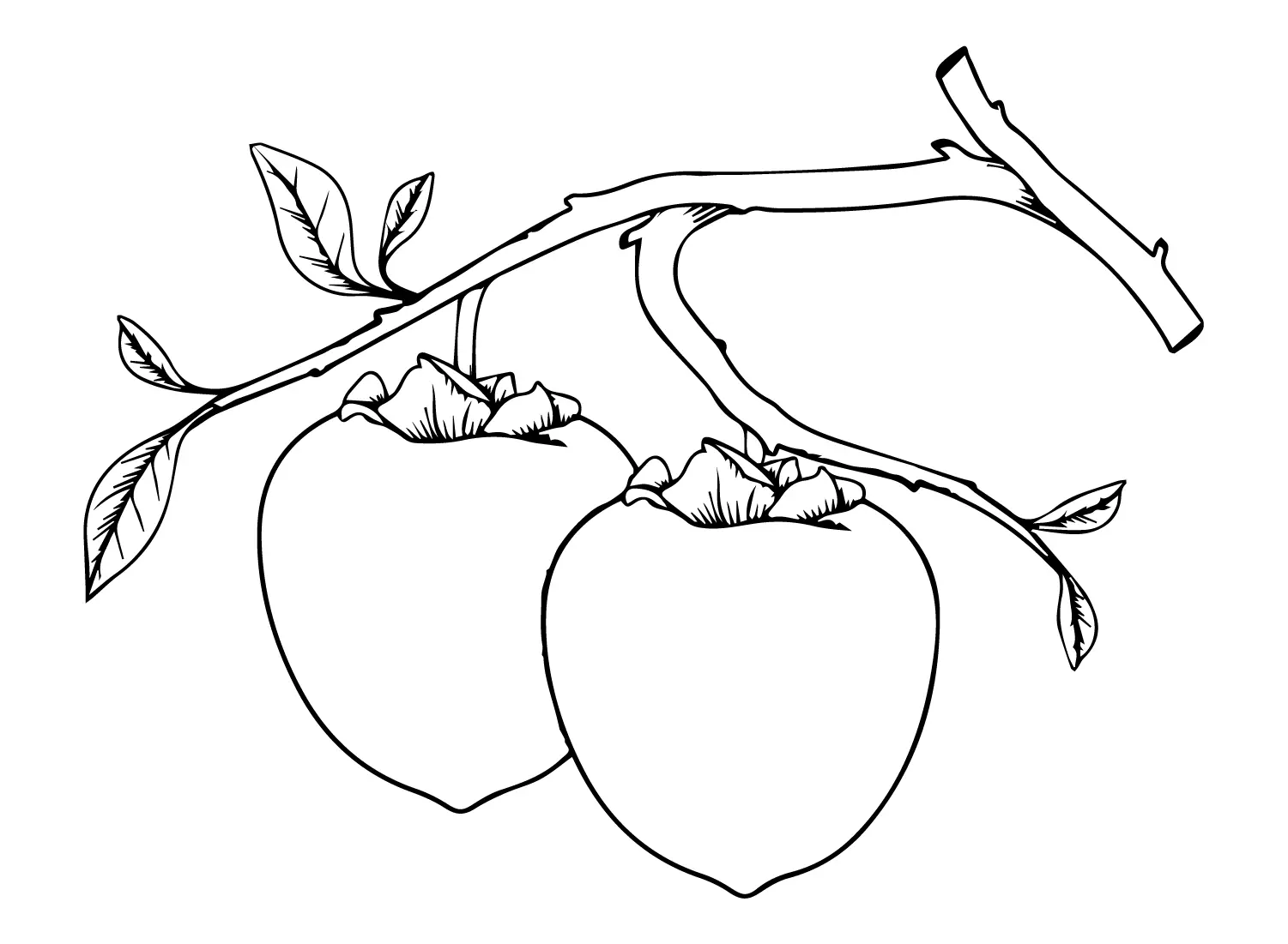 Desenhos de Caqui Para Colorir 5