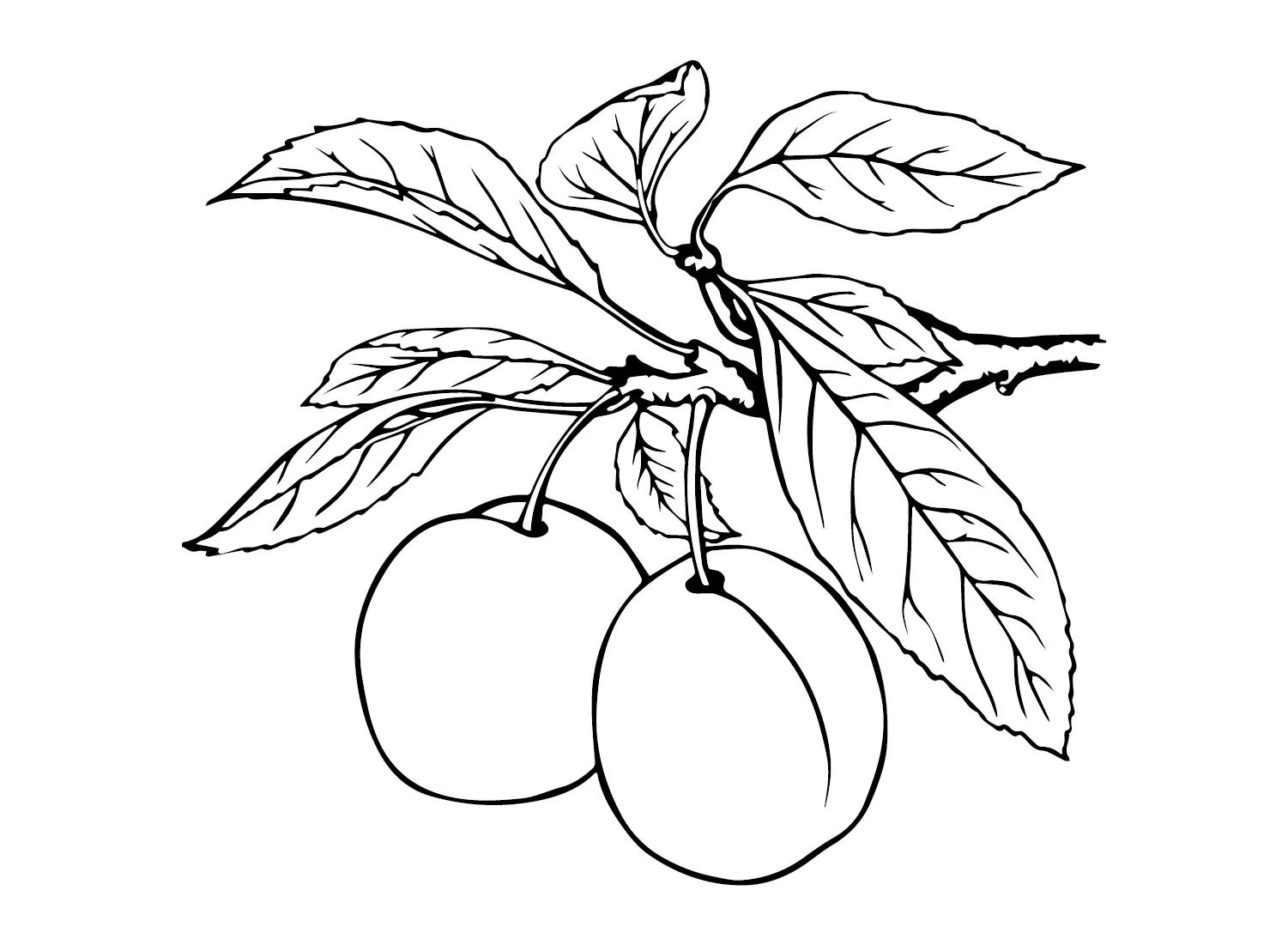 Plums Coloring Pages 14