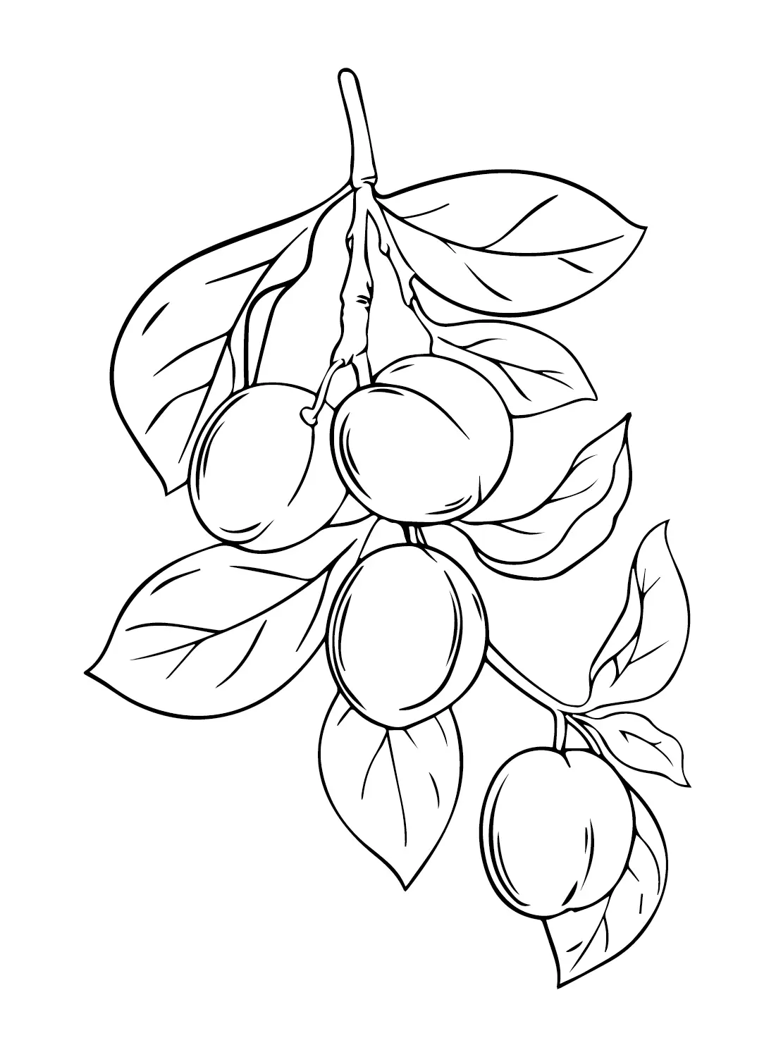 Plums Coloring Pages 23