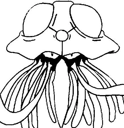 Desenhos de personagens Pokemon Para Colorir 268