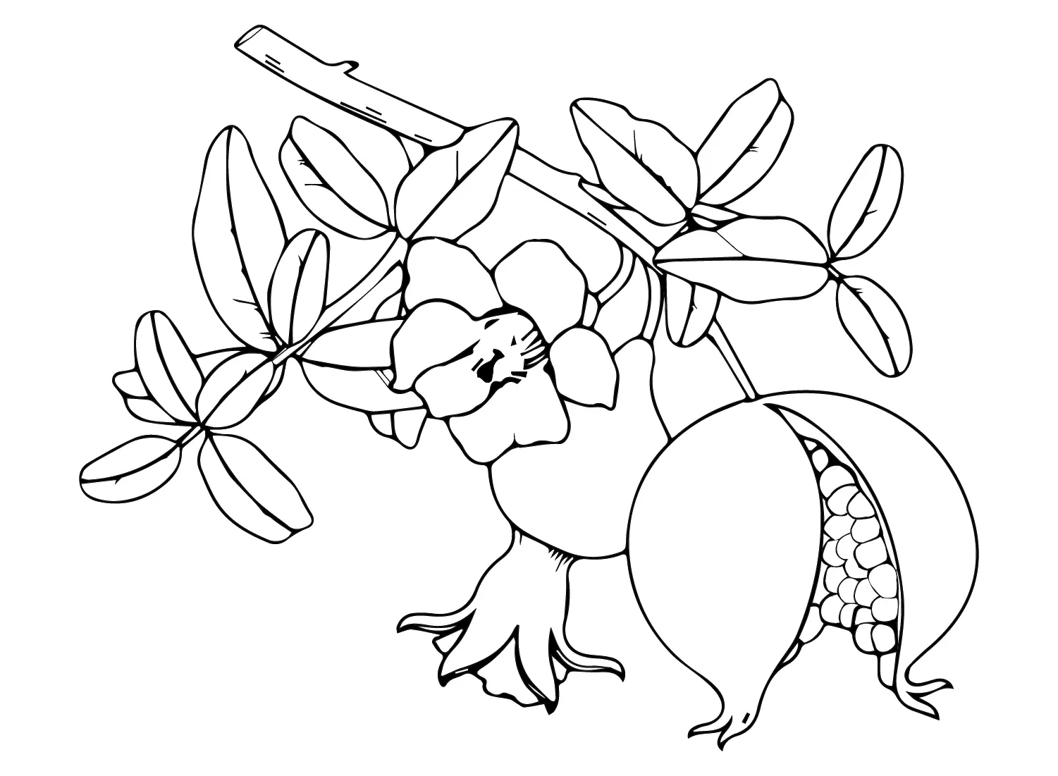 Desenhos de Roma Para Colorir 28