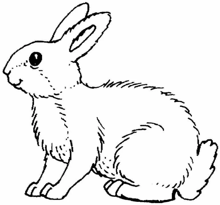 Rabbit Coloring Pages 1