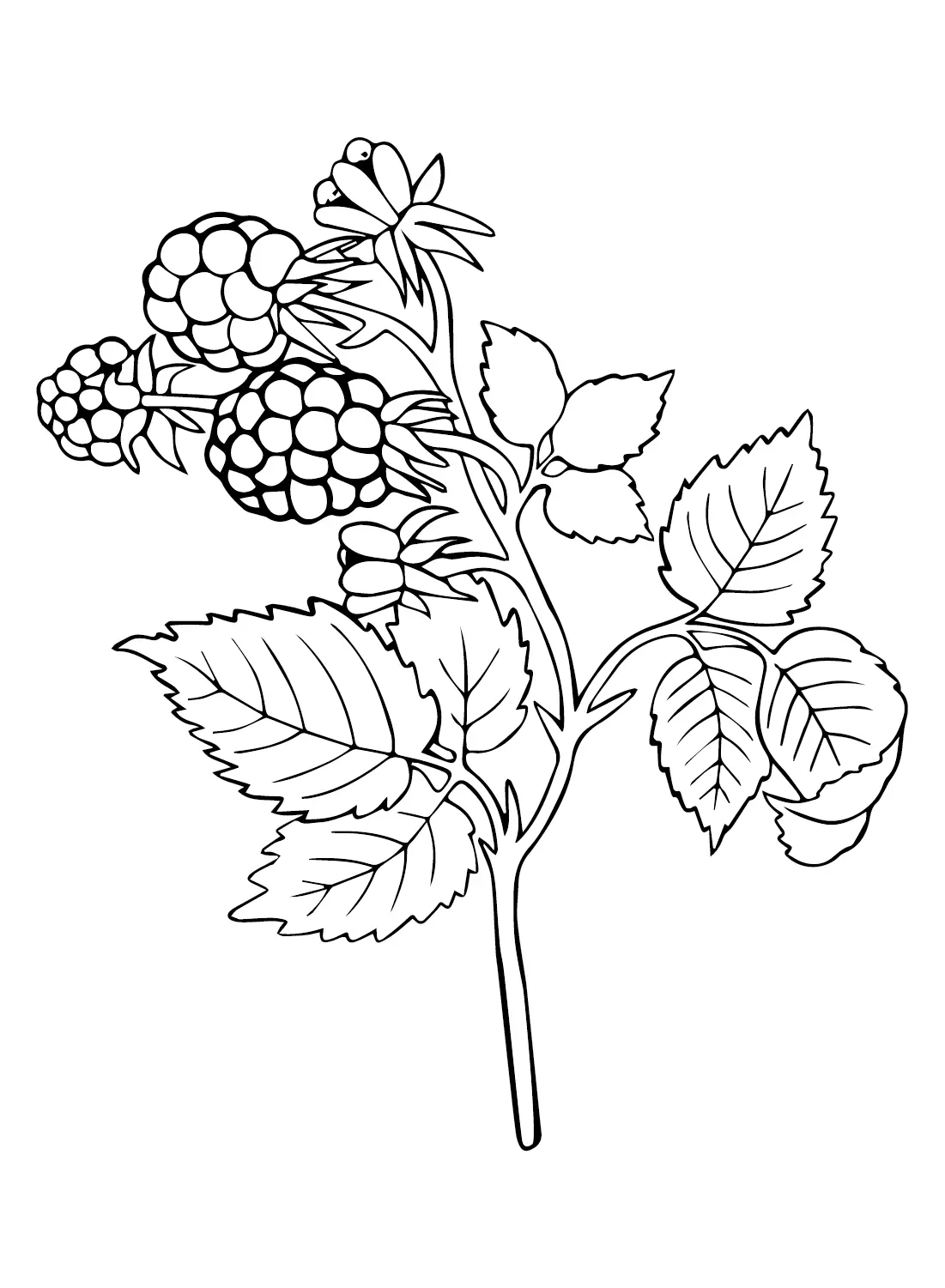 Raspberry Coloring Pages 12