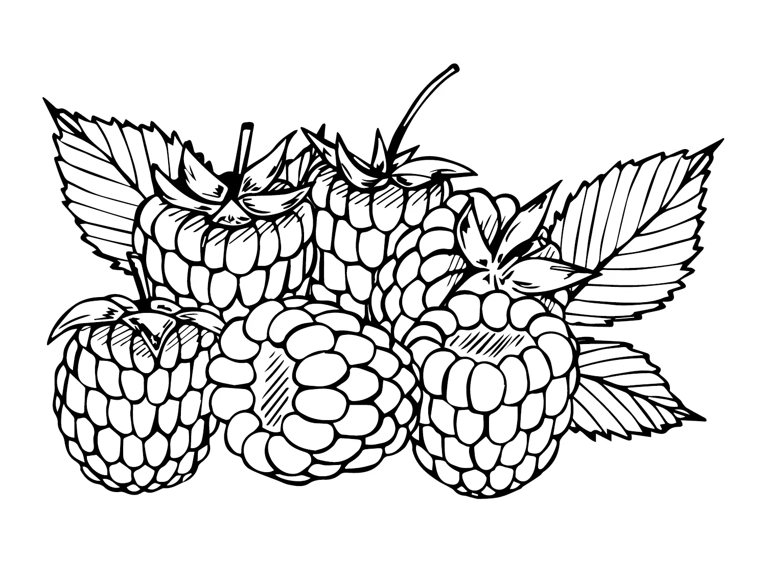 Raspberry Coloring Pages 13