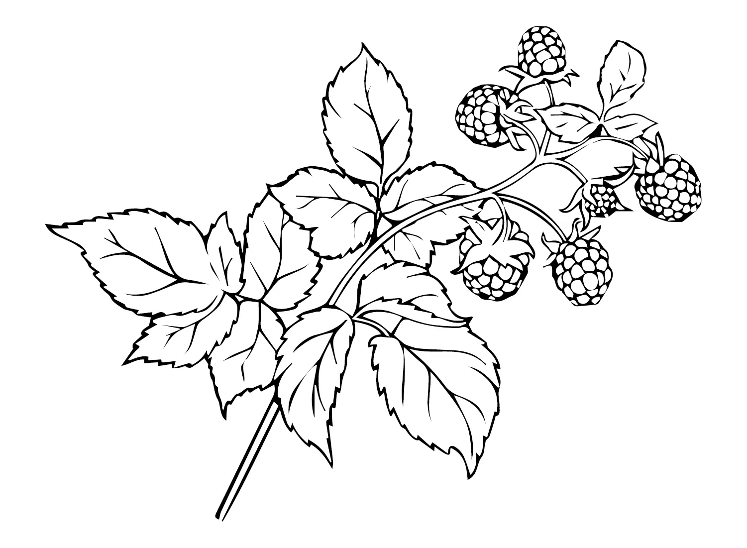 Raspberry Coloring Pages 16