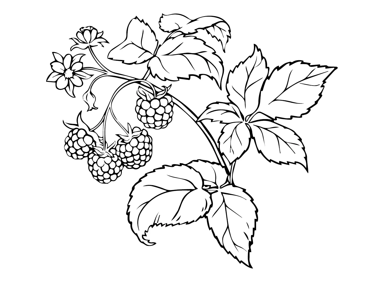 Raspberry Coloring Pages 18