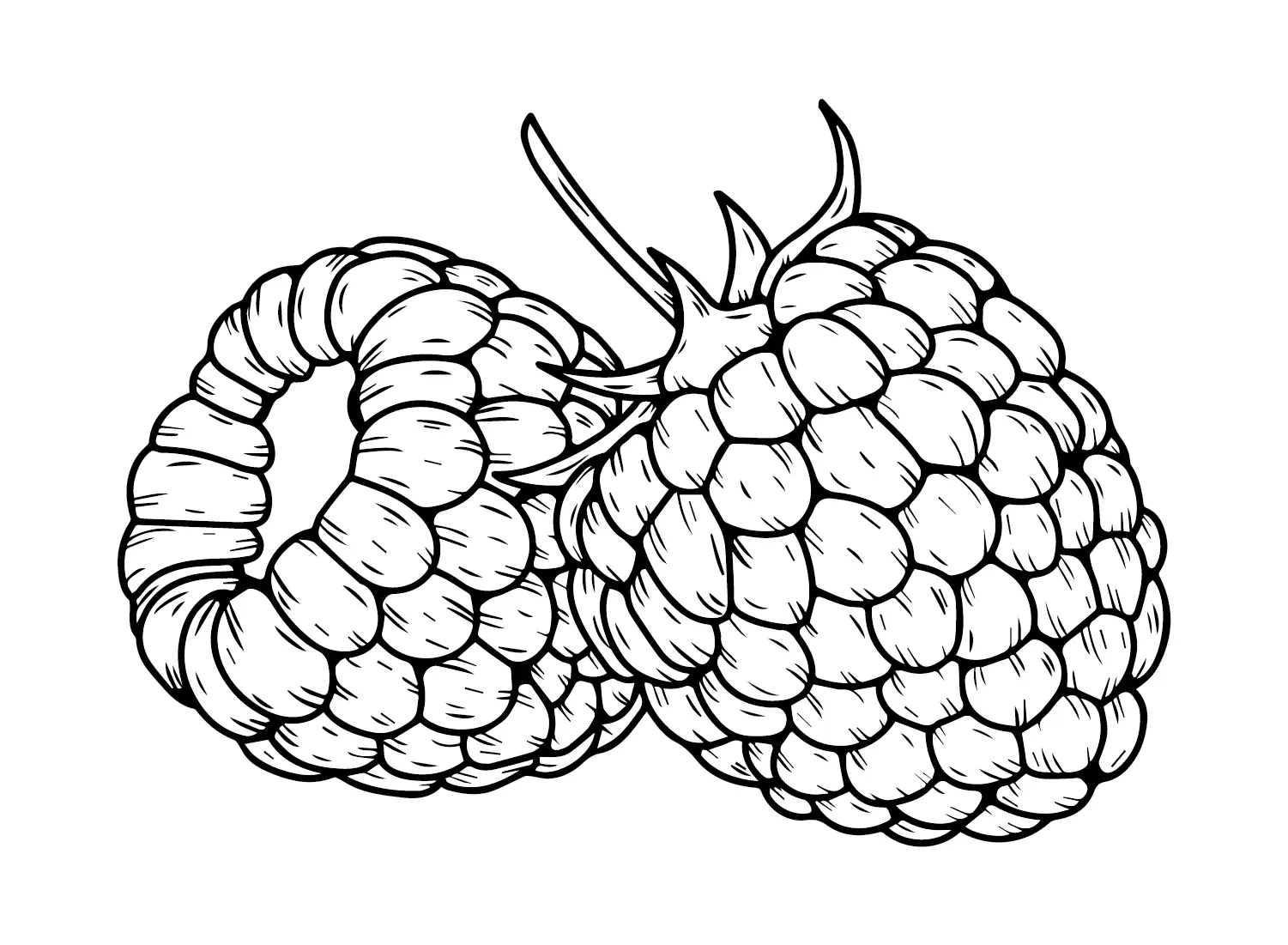 Raspberry Coloring Pages 19