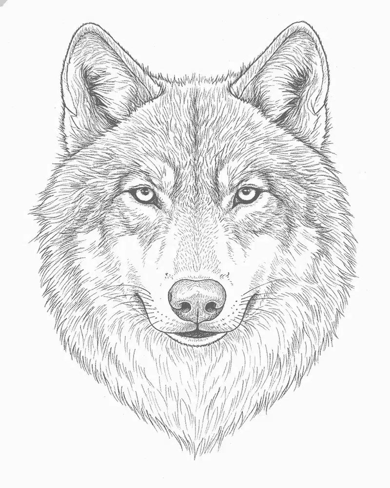Realistic Wolf Coloring Pages 1