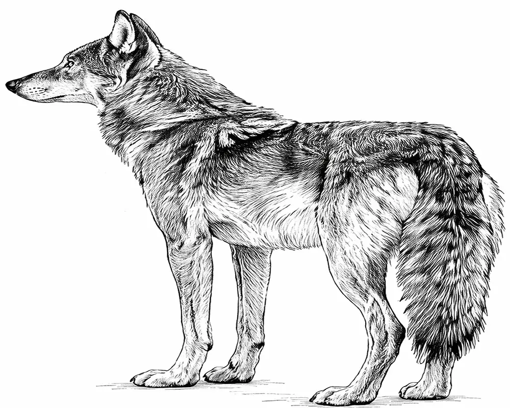 Realistic Wolf Coloring Pages 11