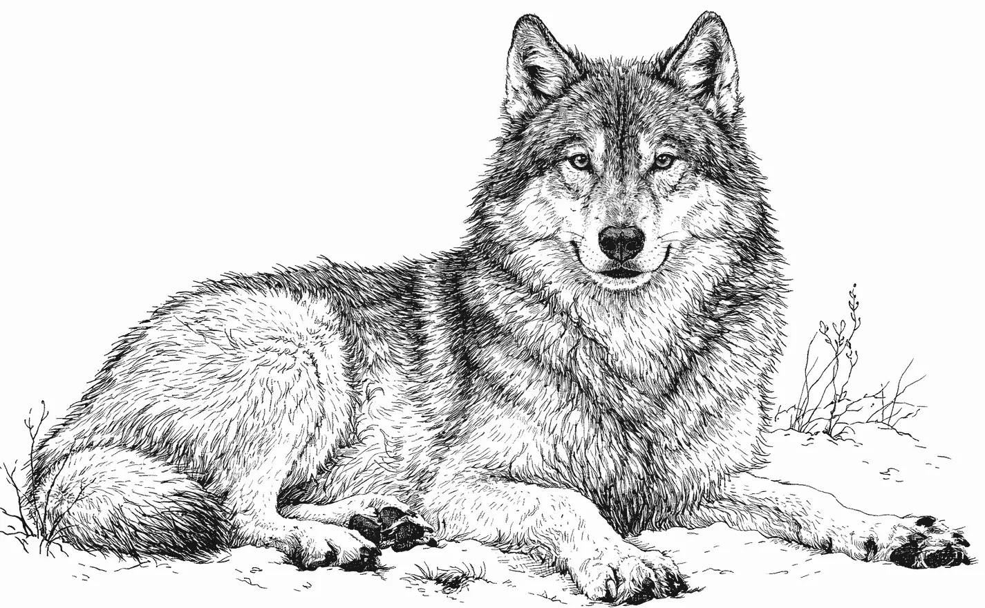 Realistic Wolf Coloring Pages 12