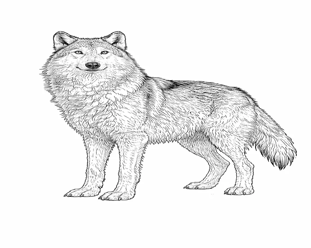 Realistic Wolf Coloring Pages 5