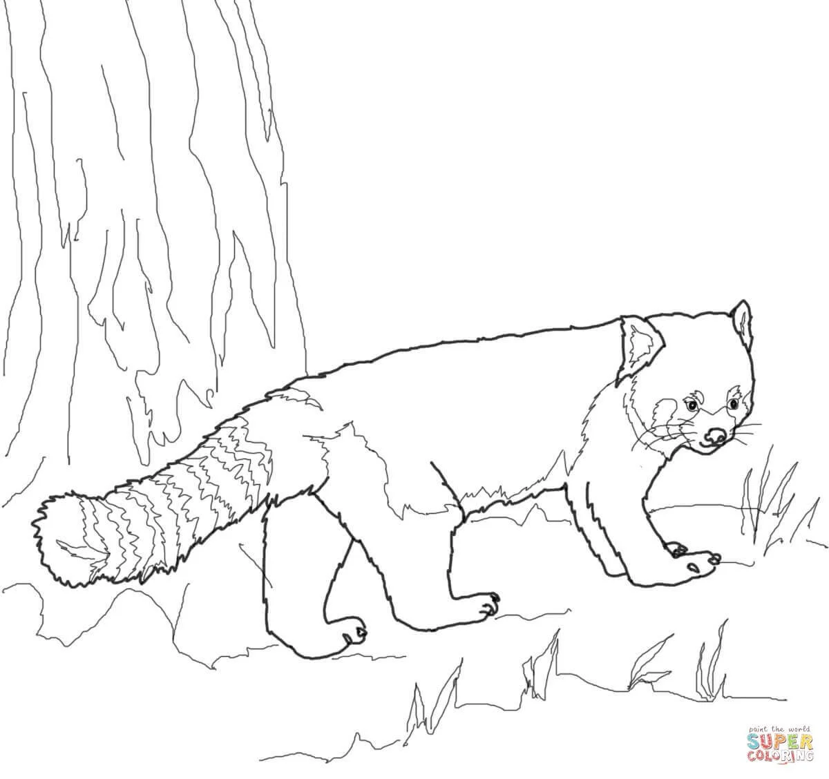 Desenhos de Red Panda Para Colorir 11