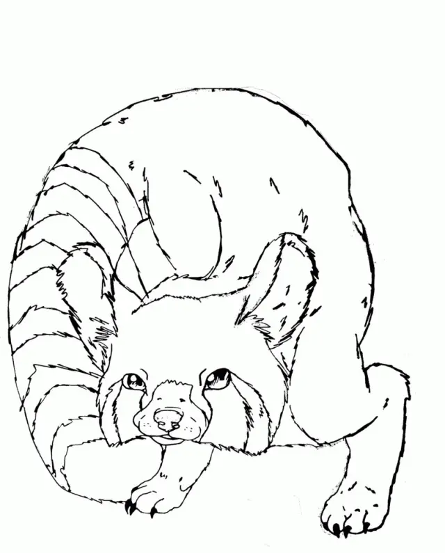 Desenhos de Red Panda Para Colorir 13