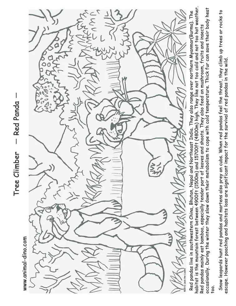 Desenhos de Red Panda Para Colorir 15