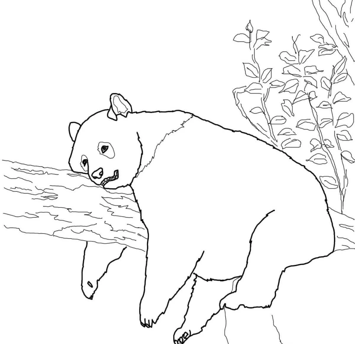 Desenhos de Red Panda Para Colorir 16