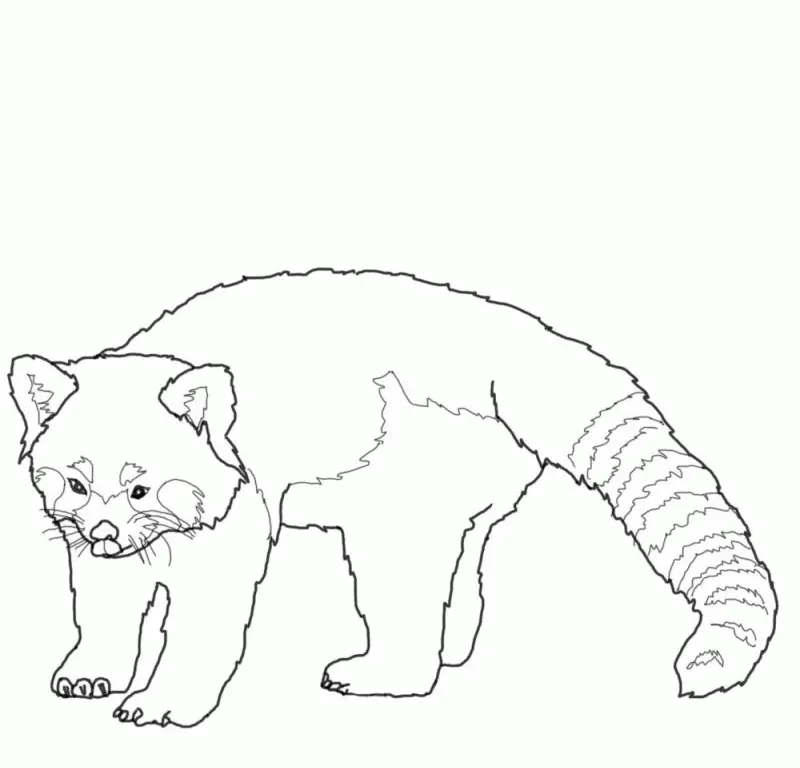Desenhos de Red Panda Para Colorir 24