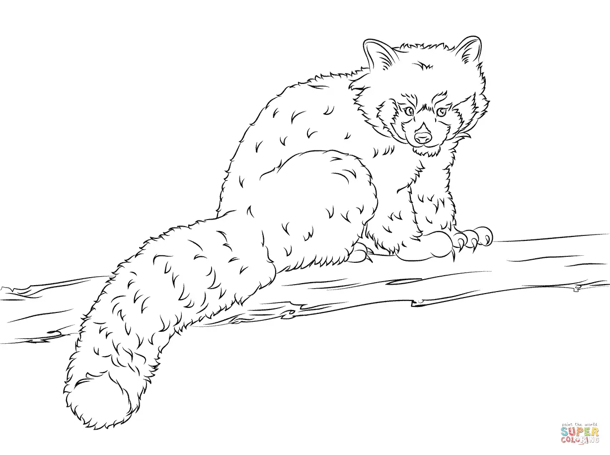 Desenhos de Red Panda Para Colorir 26