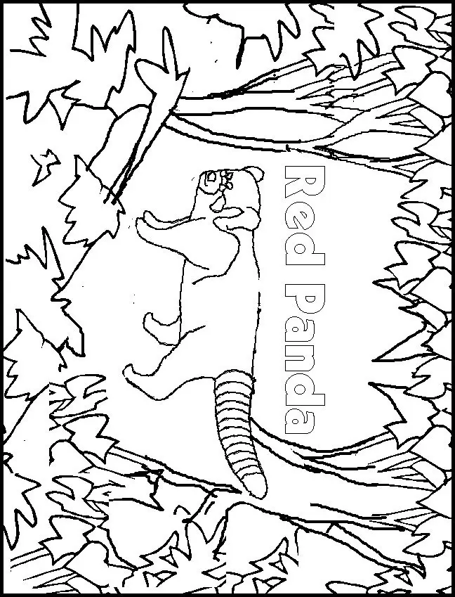 Desenhos de Red Panda Para Colorir 6