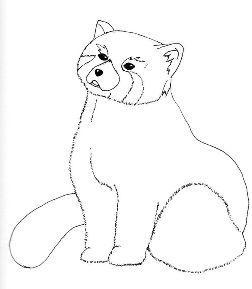 Desenhos de Red Panda Para Colorir 7