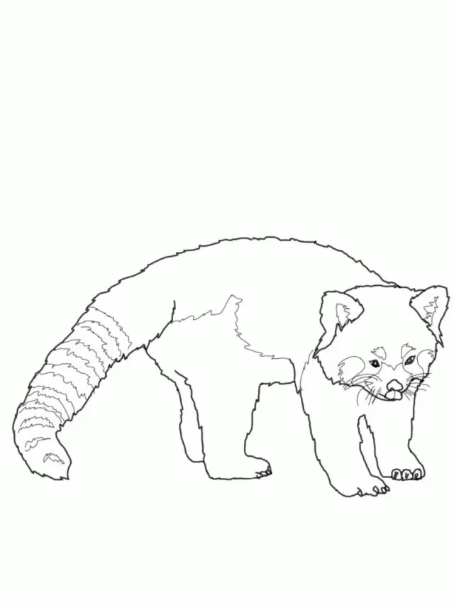 Desenhos de Red Panda Para Colorir 9