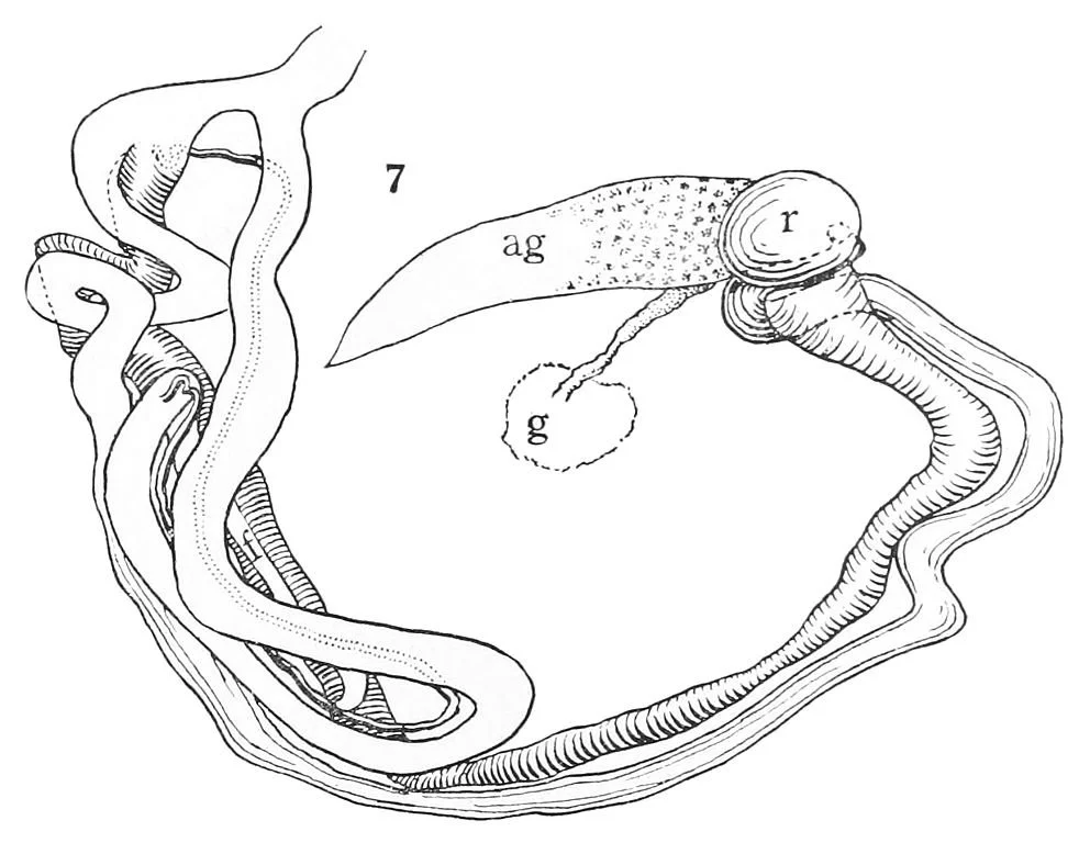 Sistema Reproductivo Para Colorear 12