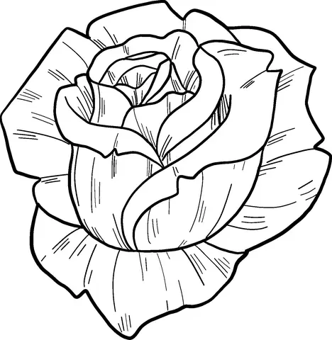 Rosen Ausmalbilder 13