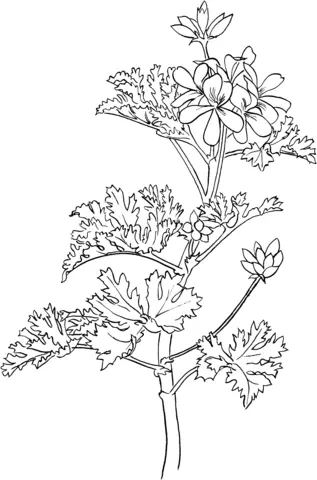 Rosen Ausmalbilder 63