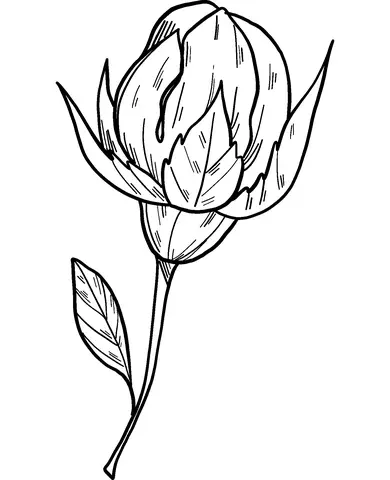 Rosen Ausmalbilder 80