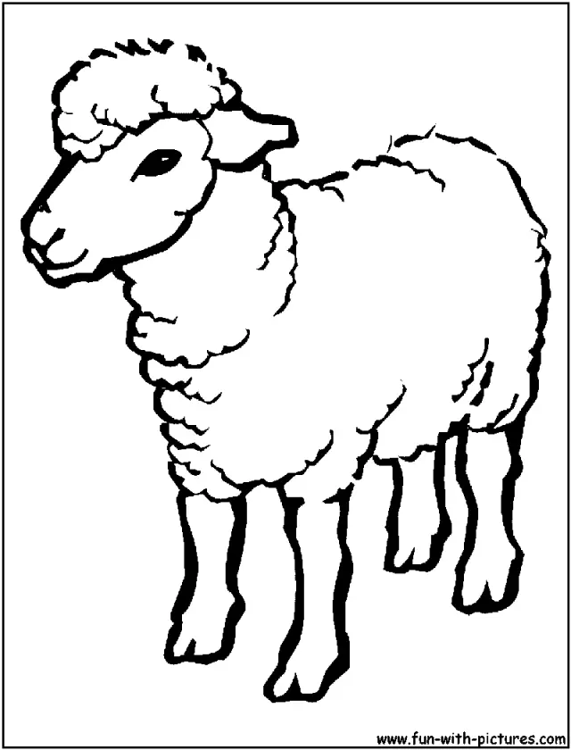Sheep Coloring Pages