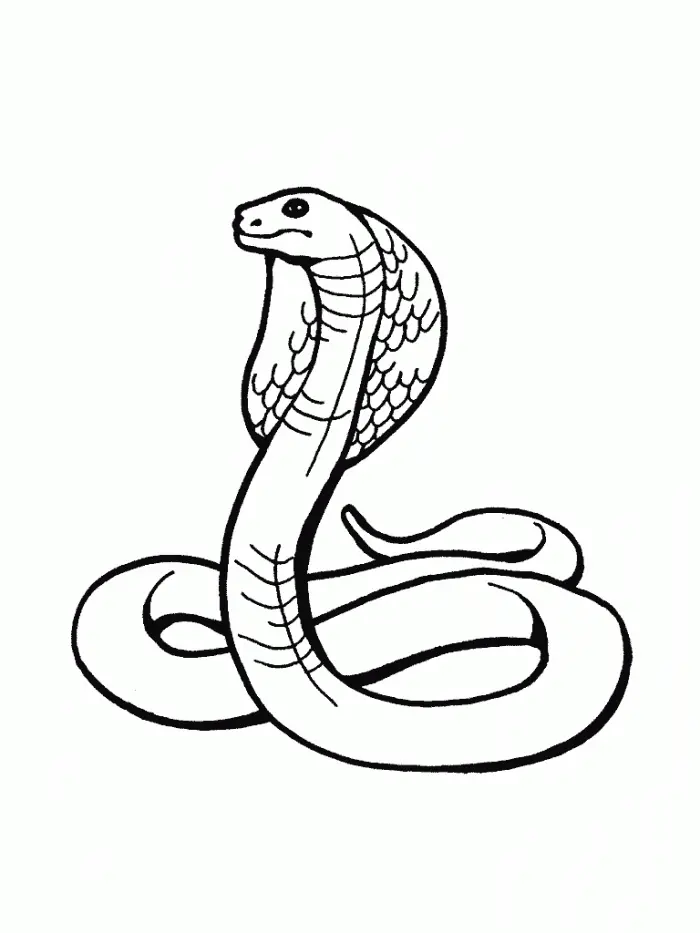Snake Coloring Pages 101