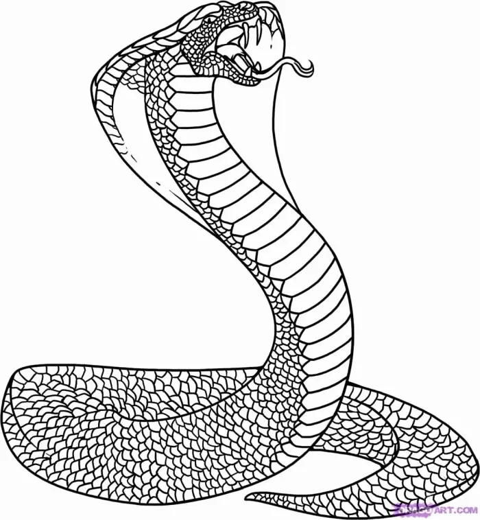 Snake Coloring Pages 103
