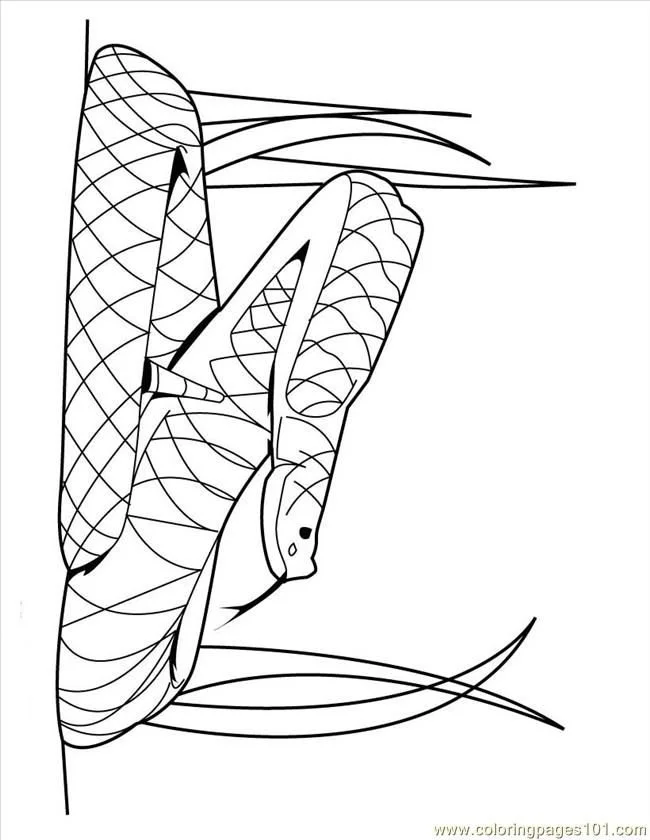 Snake Coloring Pages 31